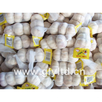 Jinxiang New Crop Fresh Garlic